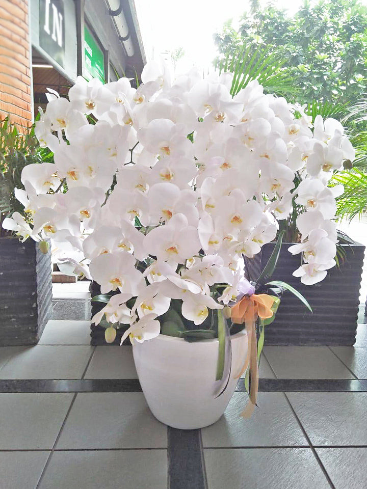 10 Premium Orchids