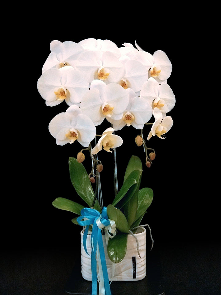 2 Orchids Arrangement