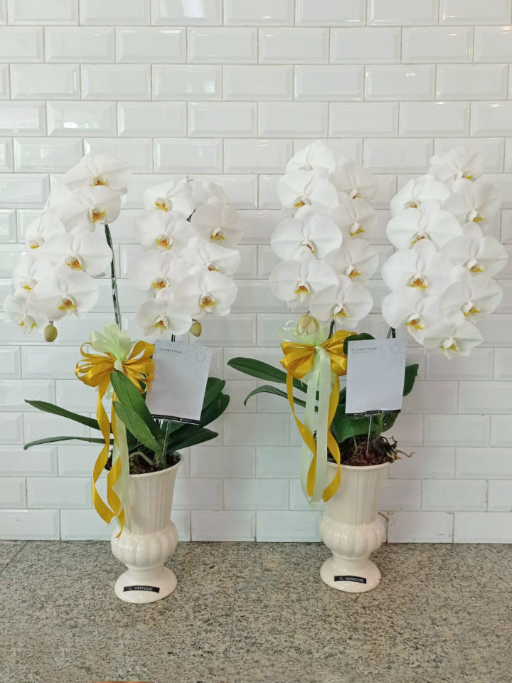 2 Orchids Arrangement