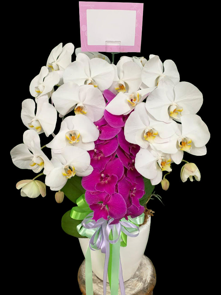 3 Duo Color Premium Orchids