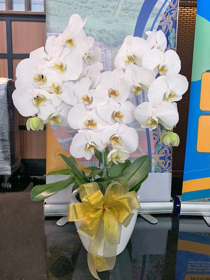3 Premium Orchids