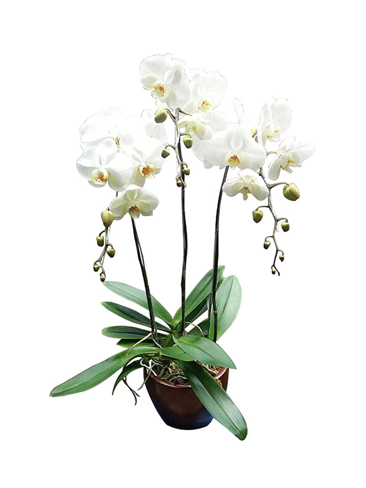3 Premium Orchids