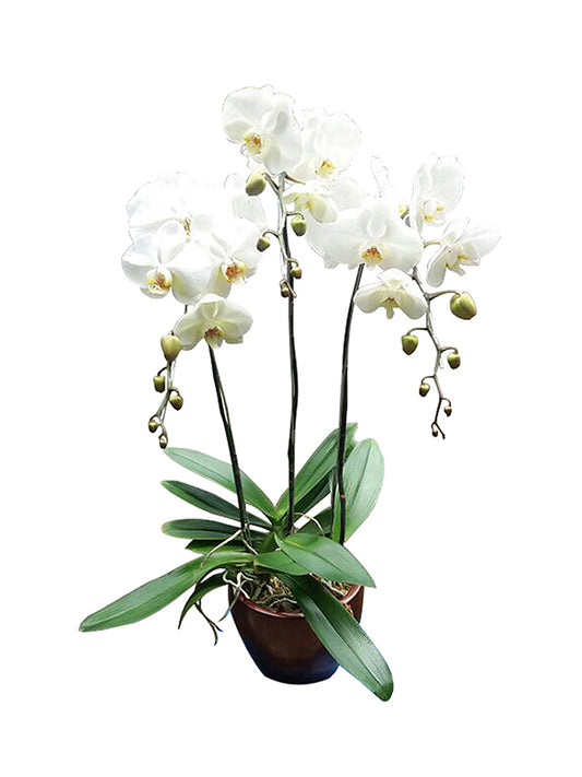 3 Orchids Arrangement