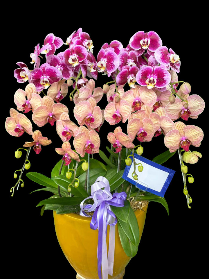 7 Premium Orchids