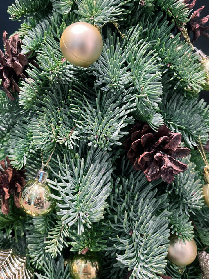 Nobilis Winter’s Tale