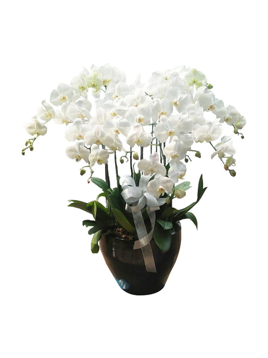 10 Orchids Vase Arrangement