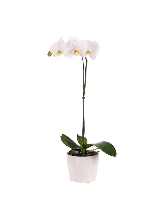 1 Orchid Arrangemet