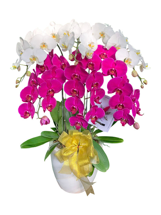 10 Orchids Arrangement - 2 Colors