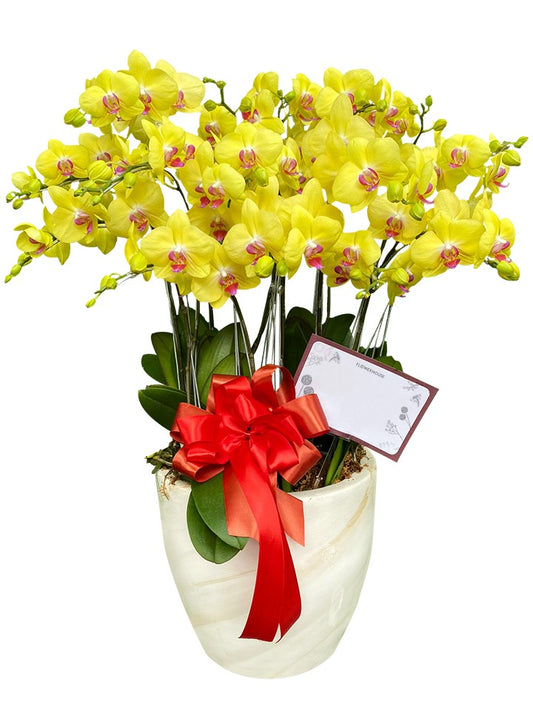 Huang Orchids Vase