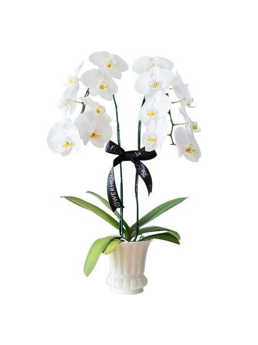2 Orchids Arrangement