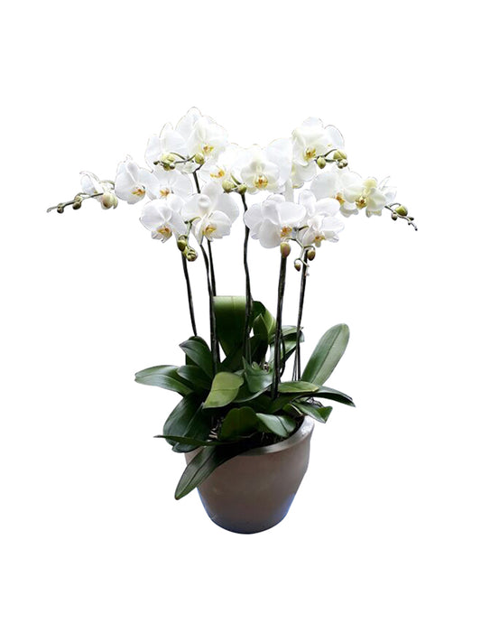 5 Orchids Arrangement