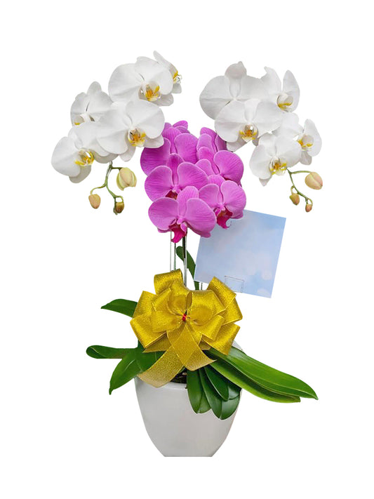3 Orchids Arrangement - 2 Colors