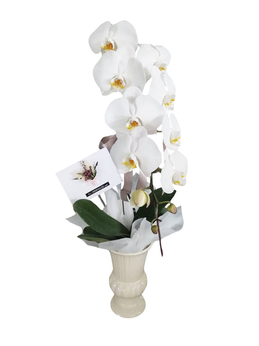 1 Orchid Arrangemet