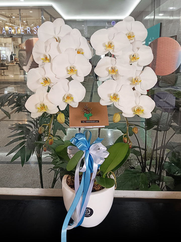 2 Orchids Arrangement