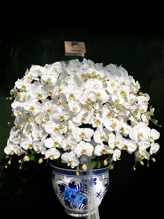 20 Premium Orchids
