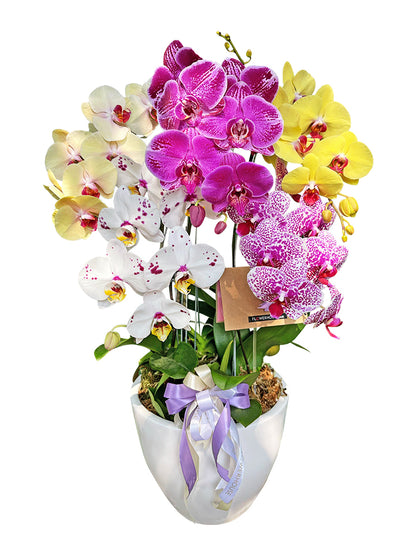 5 Colorful Premium Collection Orchids