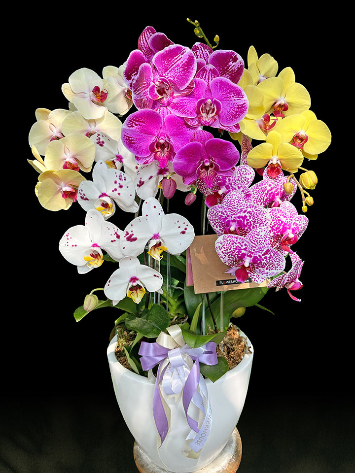 5 Colorful Premium Collection Orchids