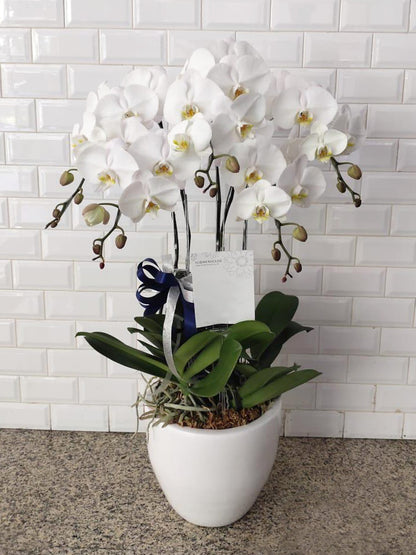 5 Orchids Arrangement