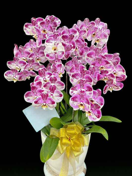 7 Premium Orchids
