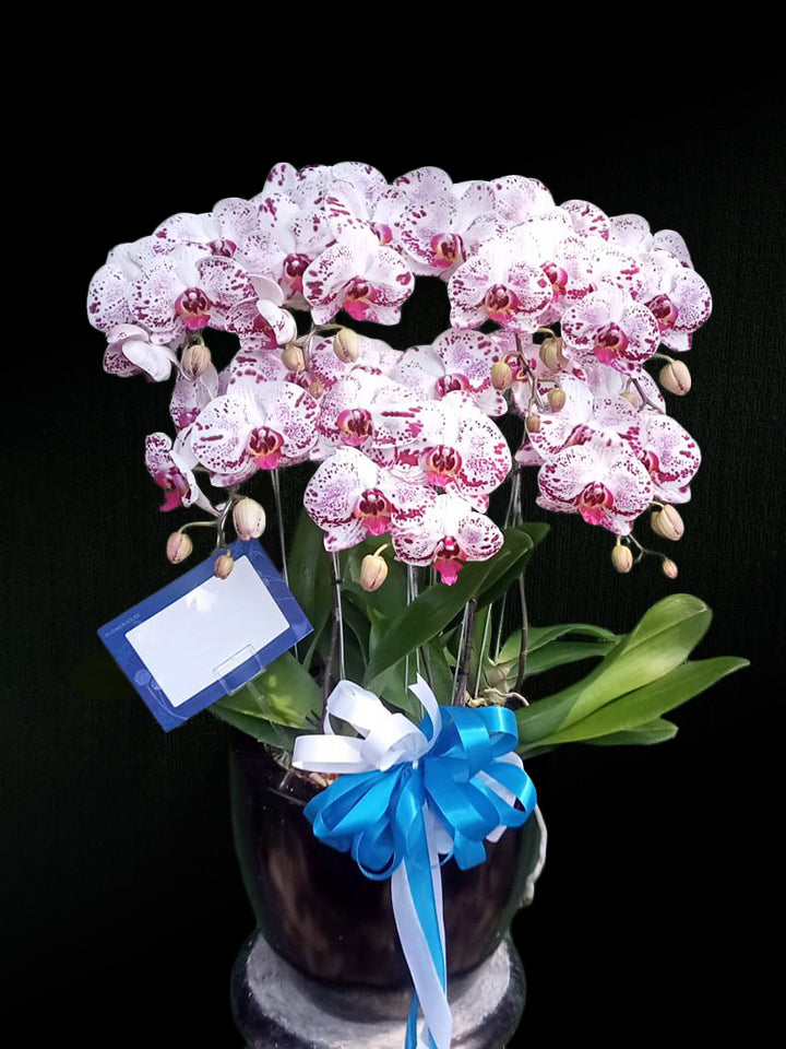 7 Premium Orchids