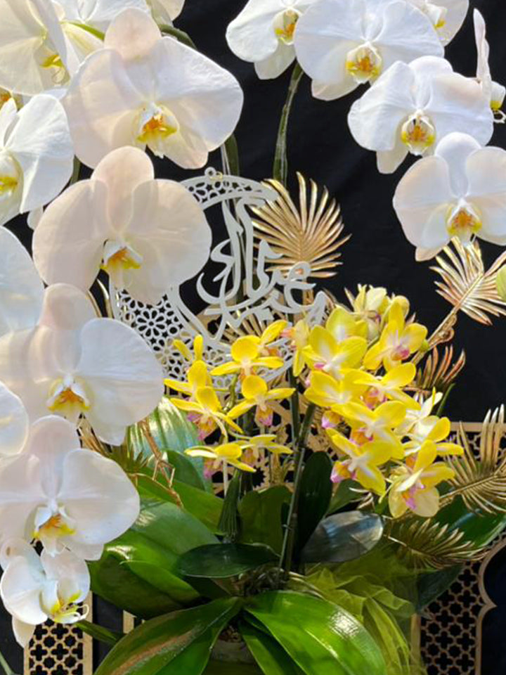 Blessing Orchid